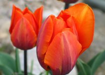 Tulpen als Gartenblumen – was ist zu beachten? Tulpen als Gartenblumen – was ist zu beachten?